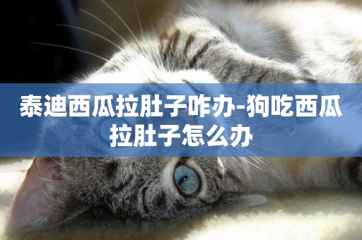 泰迪西瓜拉肚子咋辦-狗吃西瓜拉肚子怎么辦