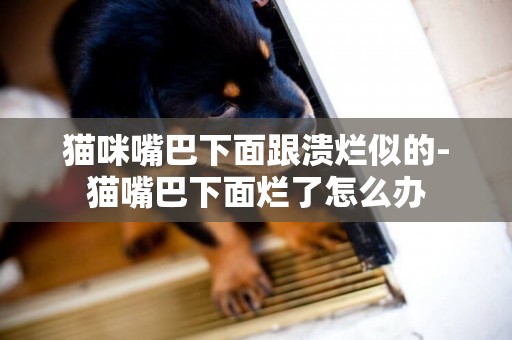 貓咪嘴巴下面跟潰爛似的-貓嘴巴下面爛了怎么辦