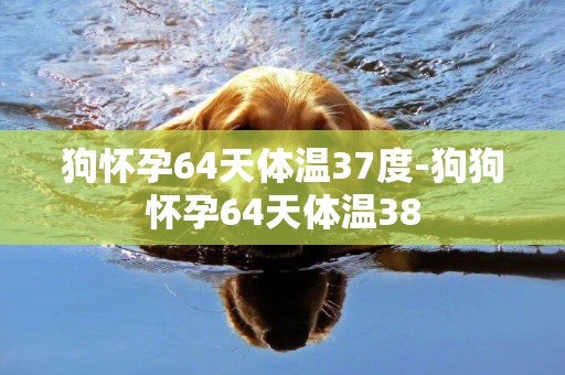 狗懷孕64天體溫37度-狗狗懷孕64天體溫38