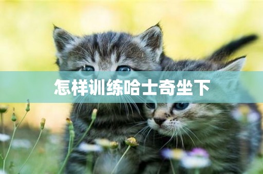 怎樣訓練哈士奇坐下