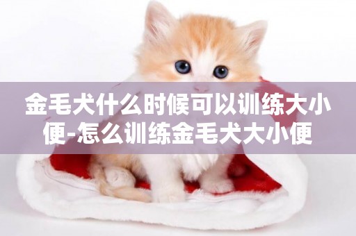 金毛犬什么時候可以訓練大小便-怎么訓練金毛犬大小便