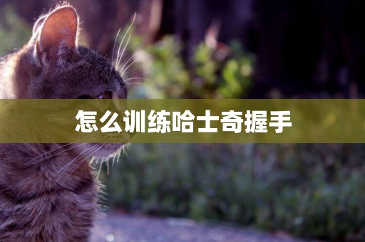 怎么訓練哈士奇握手