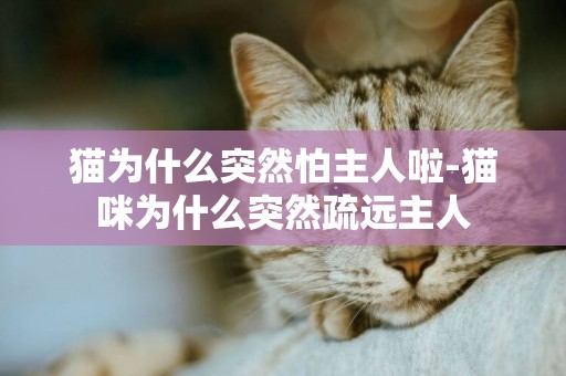 貓為什么突然怕主人啦-貓咪為什么突然疏遠主人