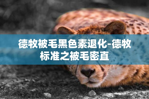 德牧被毛黑色素退化-德牧標準之被毛密直