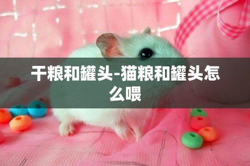 干糧和罐頭-貓糧和罐頭怎么喂