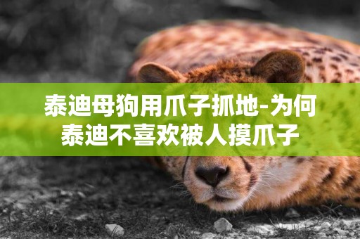 泰迪母狗用爪子抓地-為何泰迪不喜歡被人摸爪子