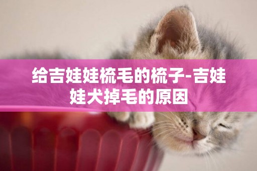 給吉娃娃梳毛的梳子-吉娃娃犬掉毛的原因