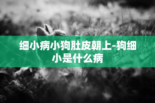 細小病小狗肚皮朝上-狗細小是什么病