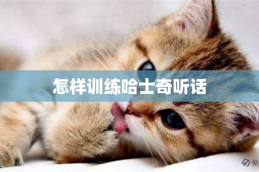 怎樣訓練哈士奇聽話