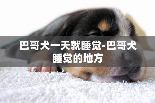 巴哥犬一天就睡覺-巴哥犬睡覺的地方