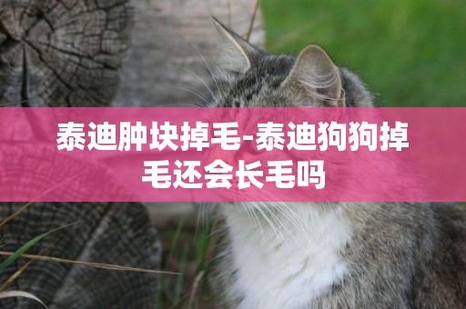 泰迪腫塊掉毛-泰迪狗狗掉毛還會長毛嗎