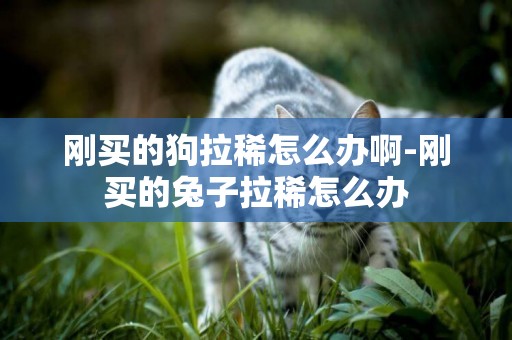 剛買的狗拉稀怎么辦啊-剛買的兔子拉稀怎么辦