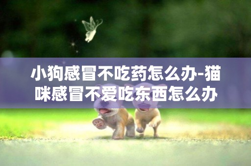 小狗感冒不吃藥怎么辦-貓咪感冒不愛吃東西怎么辦