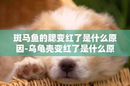 斑馬魚的腮變紅了是什么原因-烏龜殼變紅了是什么原因