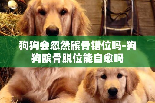 狗狗會忽然髕骨錯位嗎-狗狗髕骨脫位能自愈嗎
