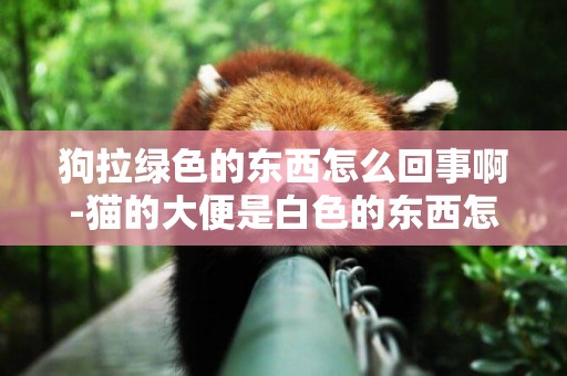 狗拉綠色的東西怎么回事啊-貓的大便是白色的東西怎么回事啊