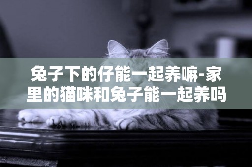 兔子下的仔能一起養嘛-家里的貓咪和兔子能一起養嗎