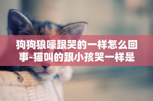 狗狗狼嚎跟哭的一樣怎么回事-貓叫的跟小孩哭一樣是怎么回事