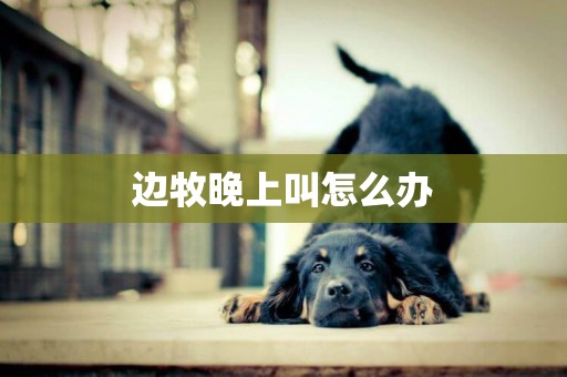 邊牧晚上叫怎么辦