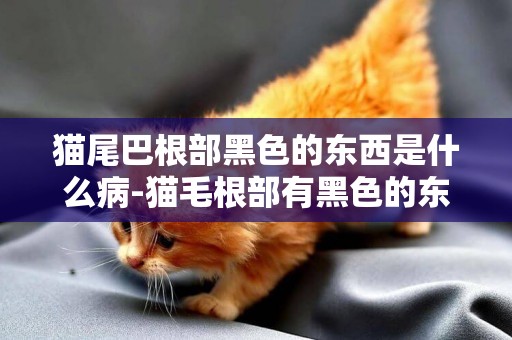 貓尾巴根部黑色的東西是什么病-貓毛根部有黑色的東西是怎么回事啊