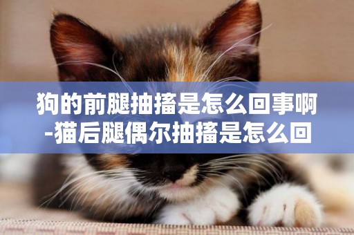 狗的前腿抽搐是怎么回事啊-貓后腿偶爾抽搐是怎么回事