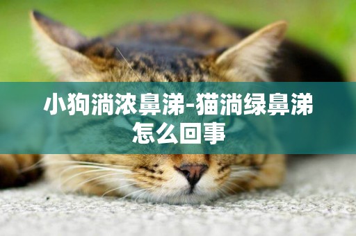 小狗淌濃鼻涕-貓淌綠鼻涕怎么回事