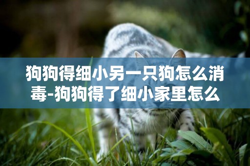 狗狗得細小另一只狗怎么消毒-狗狗得了細小家里怎么消毒