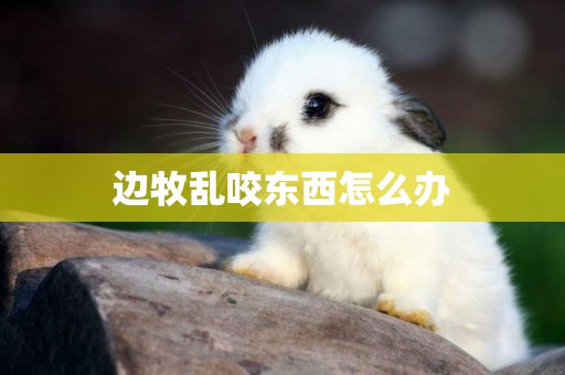 邊牧亂咬東西怎么辦