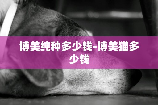 博美純種多少錢-博美貓多少錢