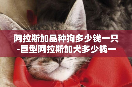 阿拉斯加品種狗多少錢一只-巨型阿拉斯加犬多少錢一只