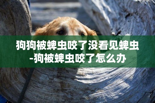 狗狗被蜱蟲咬了沒看見蜱蟲-狗被蜱蟲咬了怎么辦