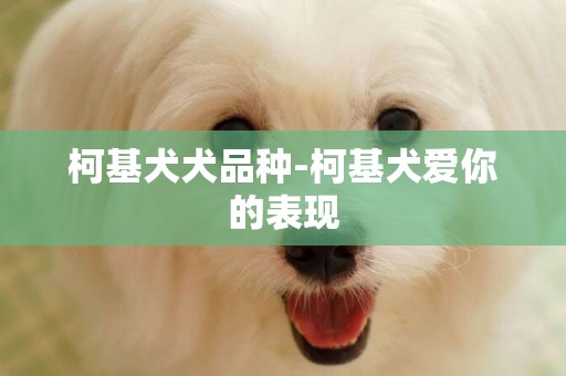 柯基犬犬品種-柯基犬愛你的表現