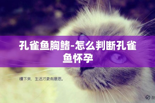 孔雀魚胸鰭-怎么判斷孔雀魚懷孕