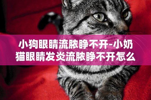 小狗眼睛流膿睜不開-小奶貓眼睛發炎流膿睜不開怎么辦