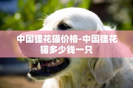 中國貍花貓價格-中國貍花貓多少錢一只