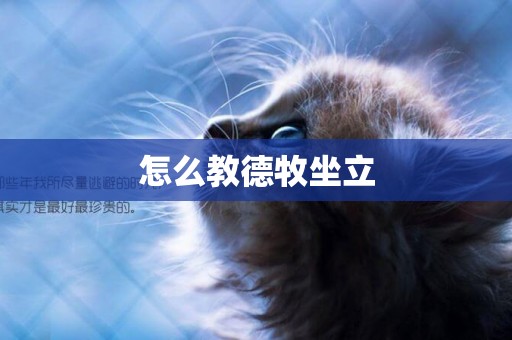 怎么教德牧坐立