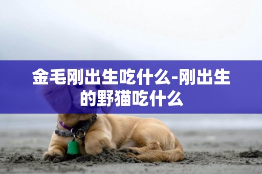 金毛剛出生吃什么-剛出生的野貓吃什么