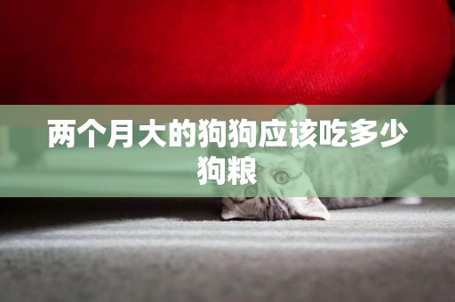 兩個月大的狗狗應該吃多少狗糧