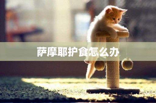 薩摩耶護食怎么辦