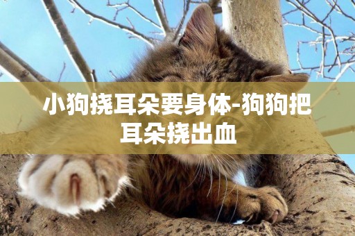 小狗撓耳朵要身體-狗狗把耳朵撓出血
