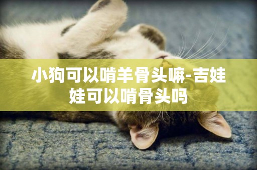 小狗可以啃羊骨頭嘛-吉娃娃可以啃骨頭嗎