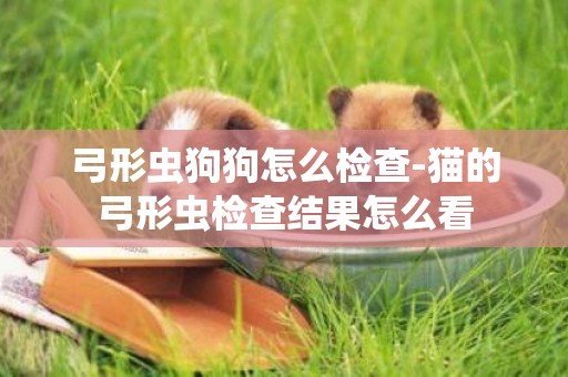 弓形蟲狗狗怎么檢查-貓的弓形蟲檢查結果怎么看