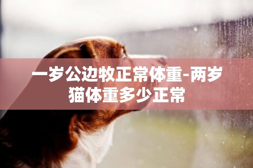 一歲公邊牧正常體重-兩歲貓體重多少正常