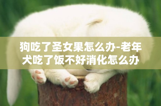 狗吃了圣女果怎么辦-老年犬吃了飯不好消化怎么辦