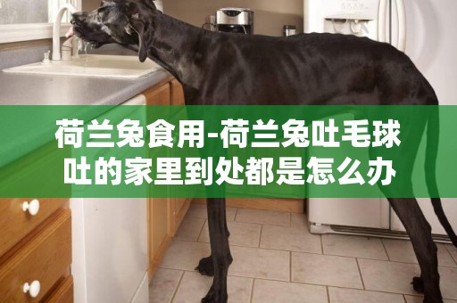 荷蘭兔食用-荷蘭兔吐毛球吐的家里到處都是怎么辦
