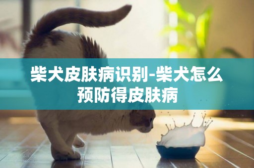 柴犬皮膚病識別-柴犬怎么預防得皮膚病