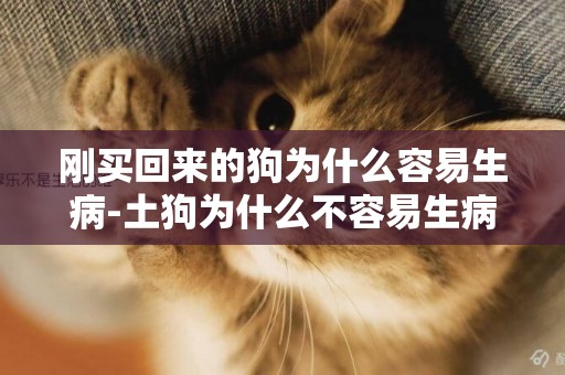 剛買回來的狗為什么容易生病-土狗為什么不容易生病