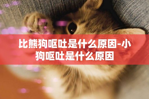 比熊狗嘔吐是什么原因-小狗嘔吐是什么原因