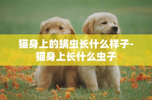 貓身上的螨蟲長什么樣子-貓身上長什么蟲子