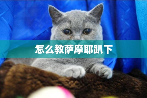 怎么教薩摩耶趴下